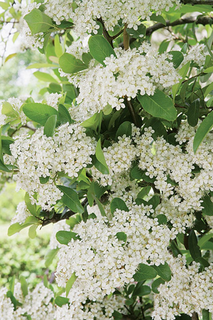 W konkursie na najpiękniejszy żywopłot, ognik szkarłatny w cuglach wygrywa z ligustrem, tują i grabem. Jak go uprawiać?