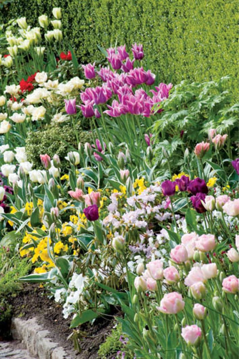 W Little Larford można podziwiać tulipany we wszystkich kolorach ksztaltach.
