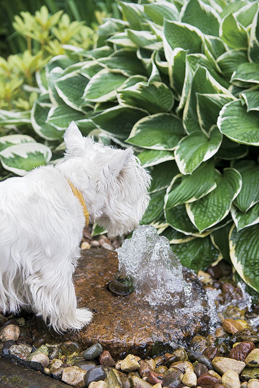 W ogrodzie rosną m.in. begonie, petunie, bluszcze.
