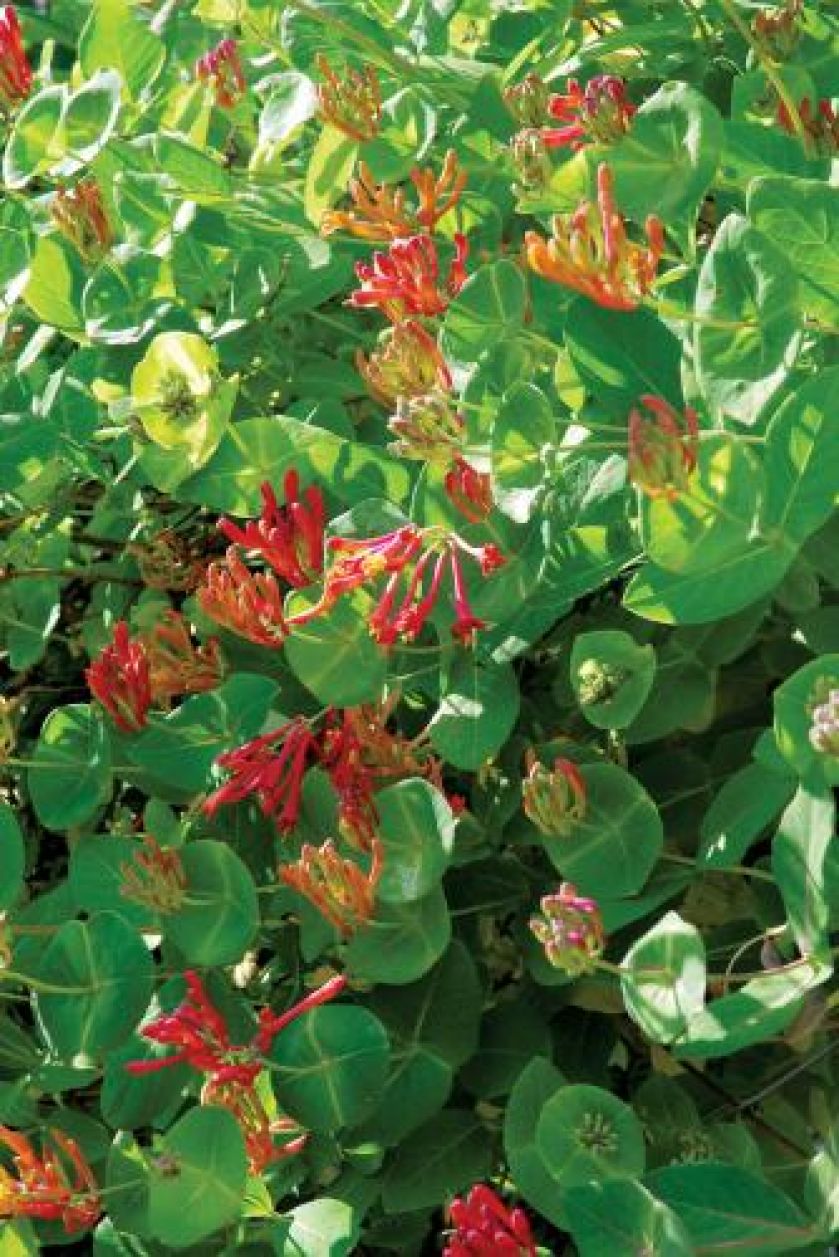 Wiciokrzew wiecznie zielony