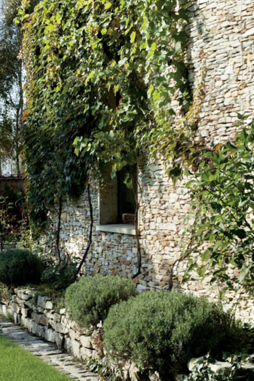 Winobluszcz, winorośl i glicynia są piękne ale niegrzeczne. Stale trzeba pilnować, by się nie rozpanoszyły po całym ogrodzie.