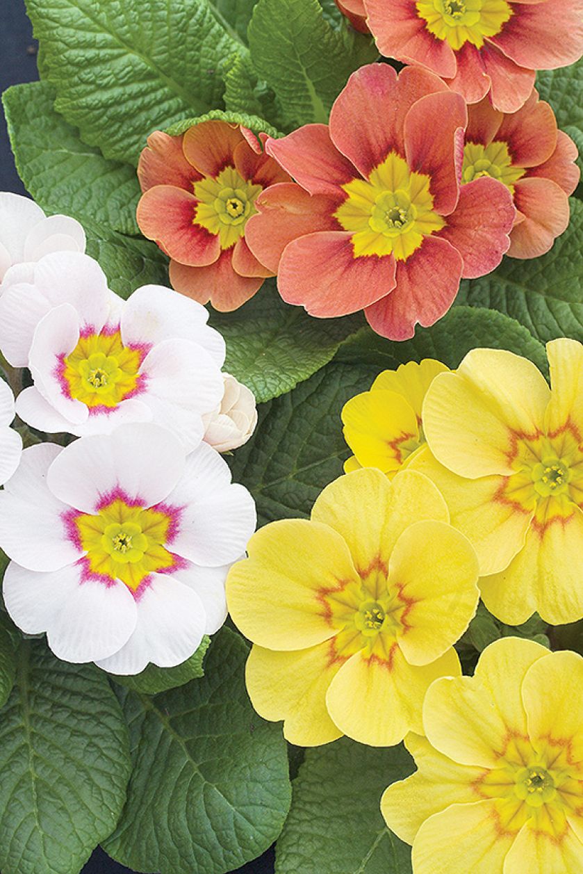 Pierwsze wiosenne kwiaty – kiedy je sadzić w ogrodzie?