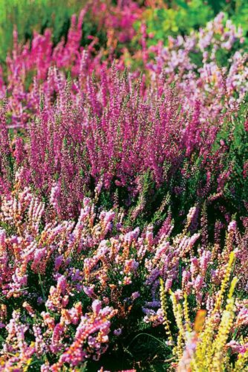 Wrzosy - choć ożywiają monotonny krajobraz, zapowiadają, niestety, pożegnanie lata. Jak je uprawiać?