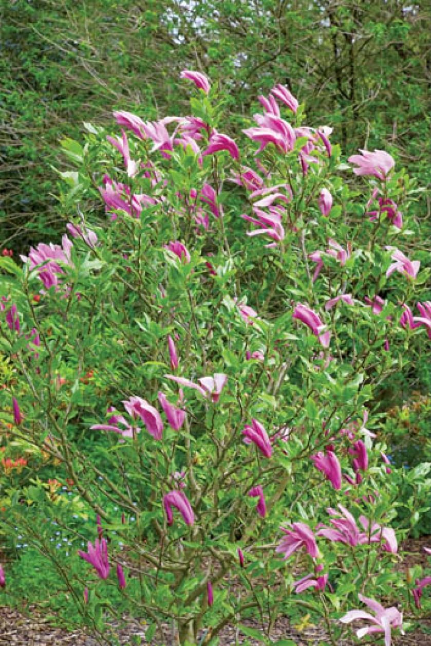 Wśród kwiatów można znaleźć egzotyczne magnolie.