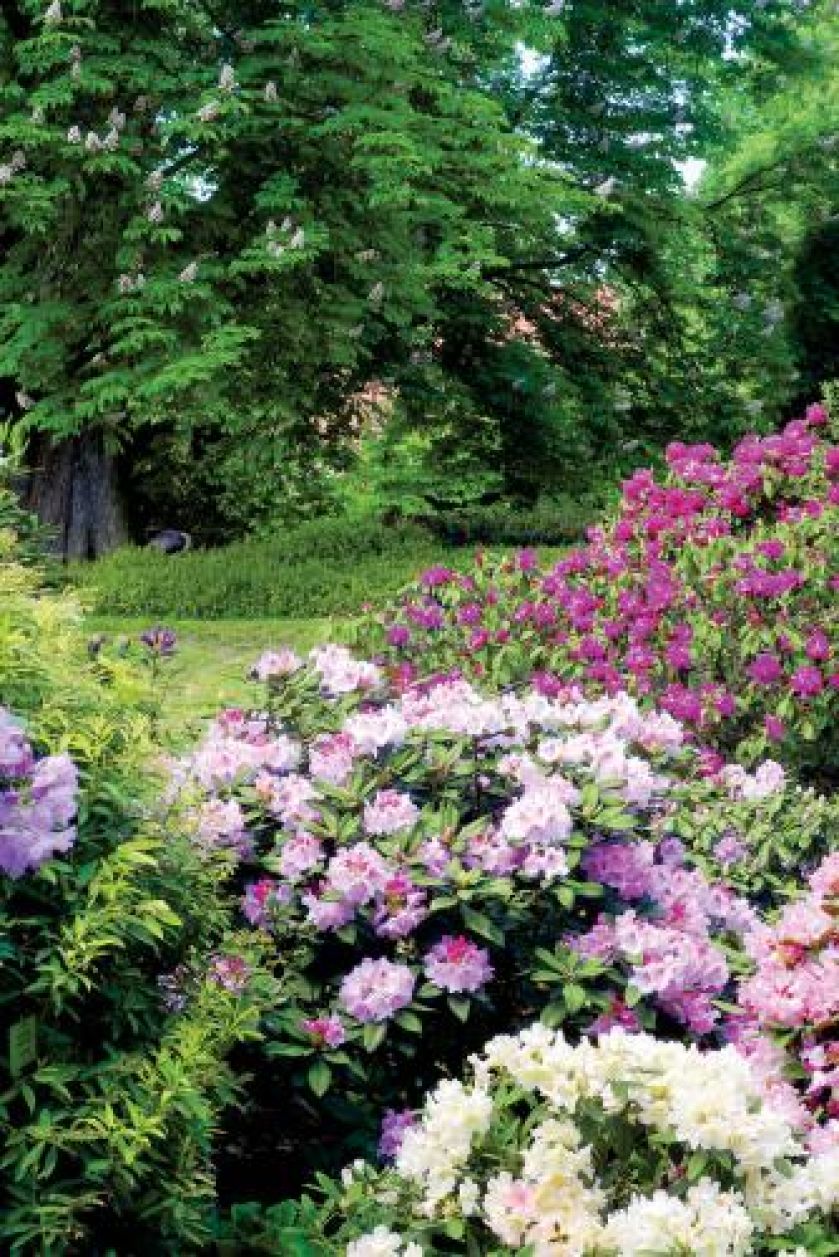 wszelkie odmiany Rhododendron Catawbiense . Są wyjątkowo odporne na mróz, a po kilkudziesięciu latach możemy