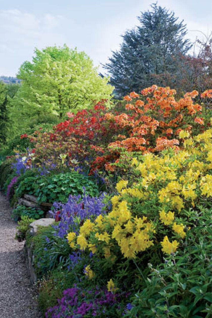 Wszystkie te kwiaty od siedemdziesięciu lat co roku tak pięknie zakwitają dla Dorothy Clive.