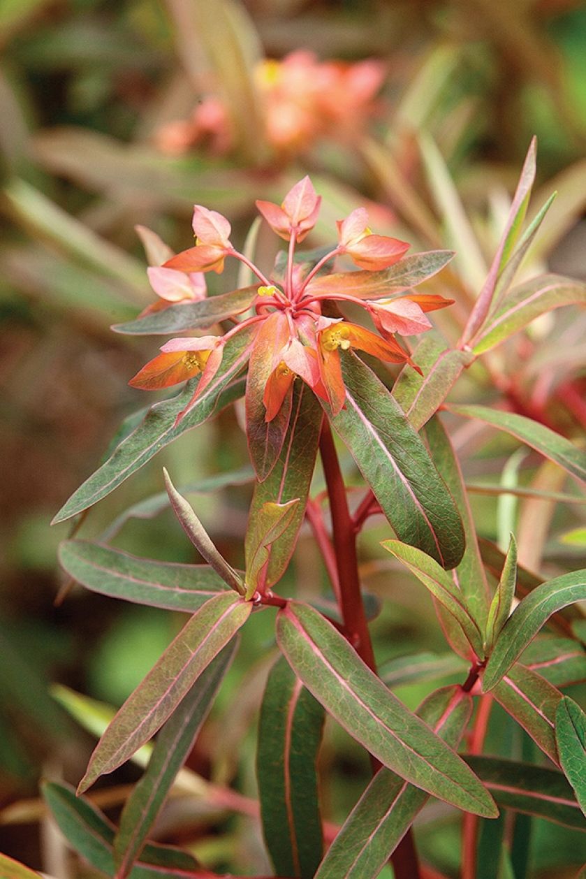 WILCZOMLECZ GRIFFITHA ‘FIREGLOW’