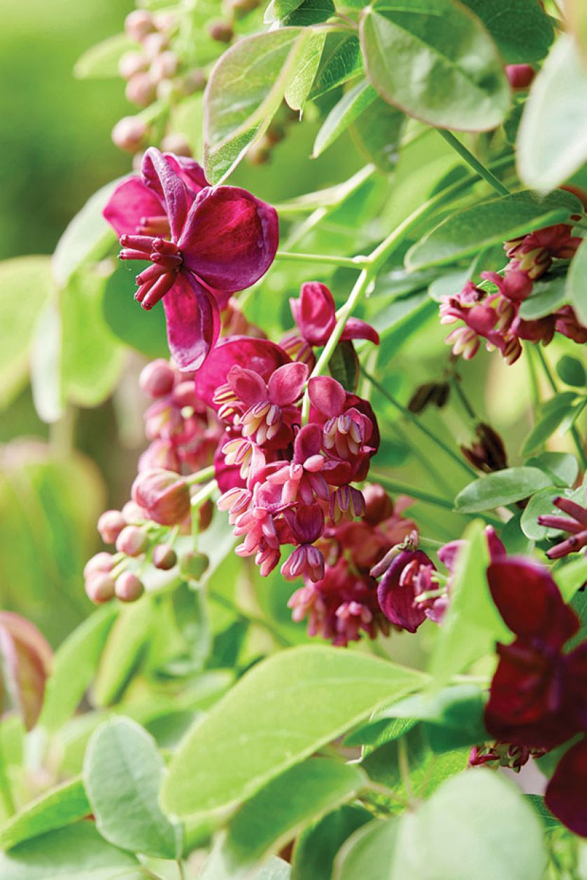 Akebia pięciolistkowa. Czas na pnącza