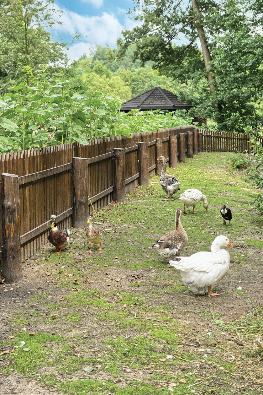 Dziełem projektantów są też taras, brama, mostki, altana, lampy i kurnik.