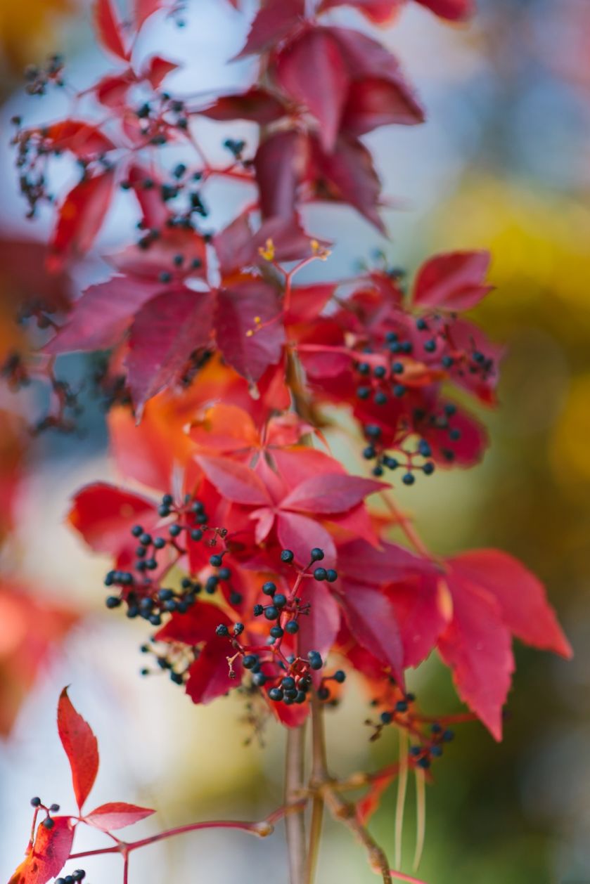liście dzikiego wina są piękne jesienią