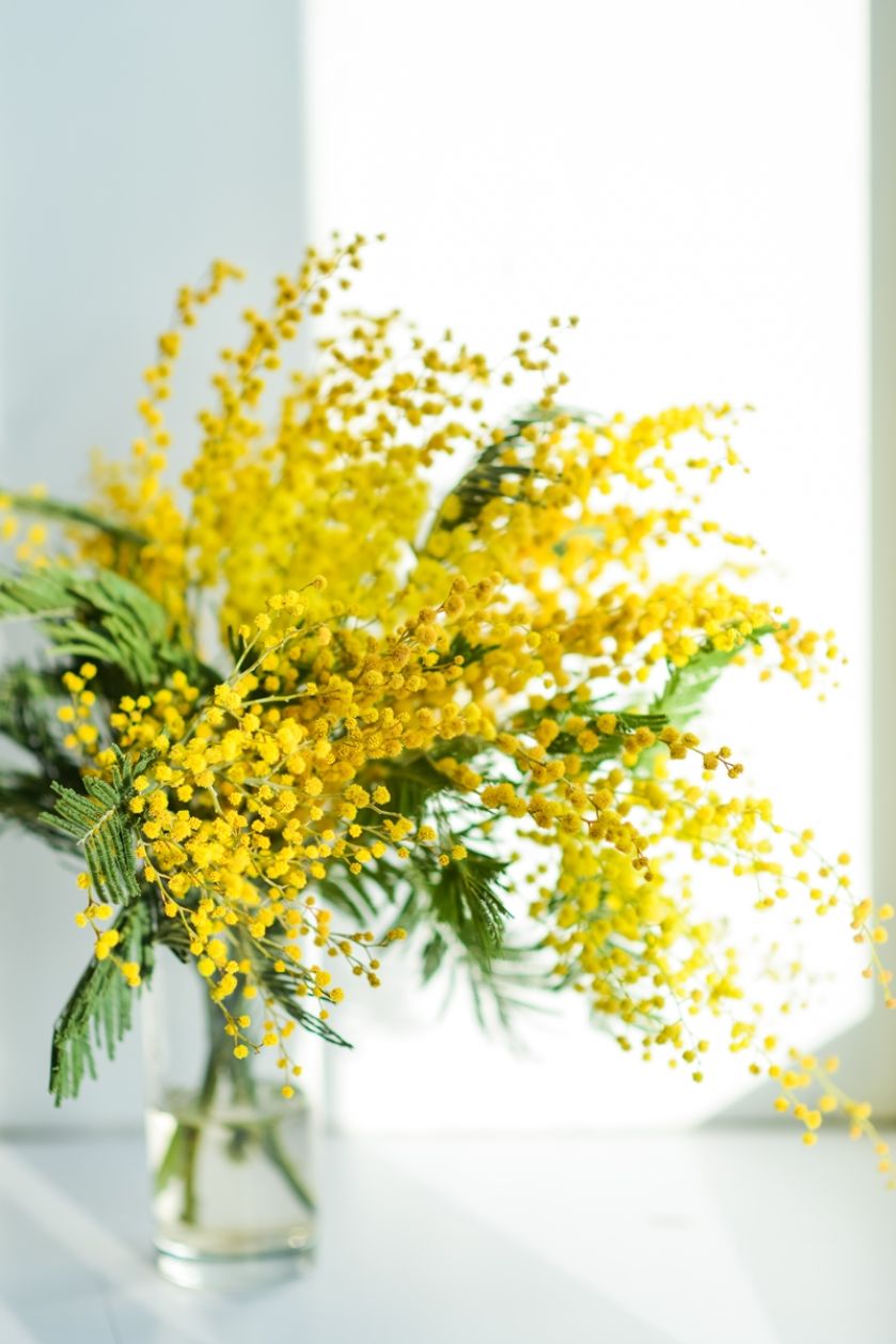 kwiaty mimozy