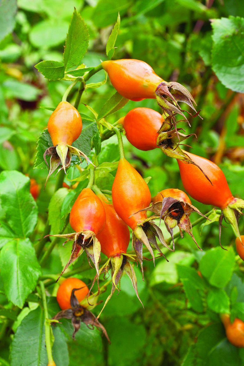 Pomarańczowe rośliny w jesiennym ogrodzie
