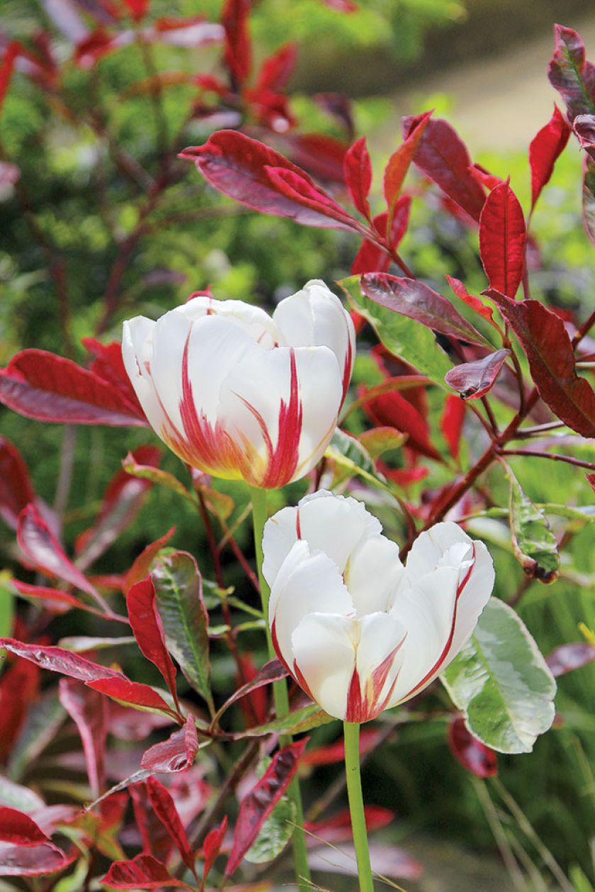 Tulipany Rembrandta ‘Sorbet’ z głogownikiem