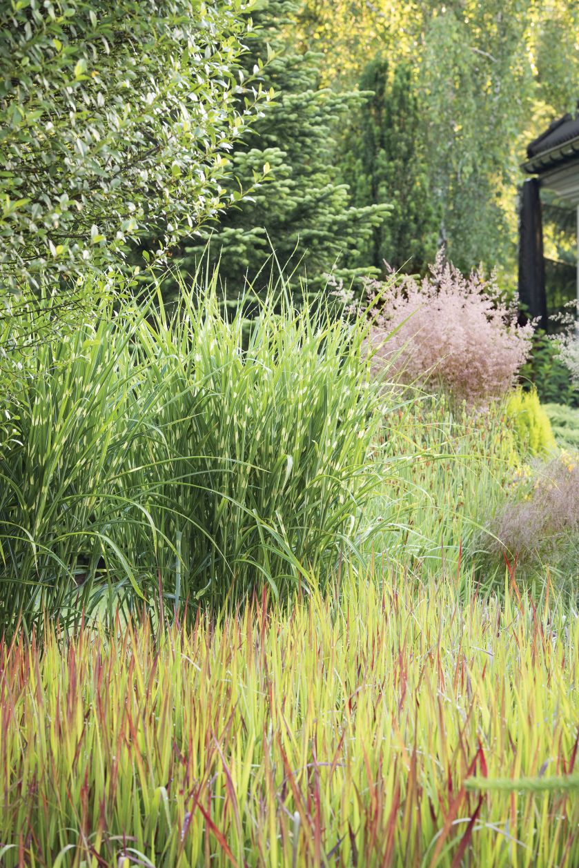 Wokół oczka wodnego rosną liliowce i trawy: imperata cylindryczna Red Baron , miskanty Zebrinus oraz trzcinniki