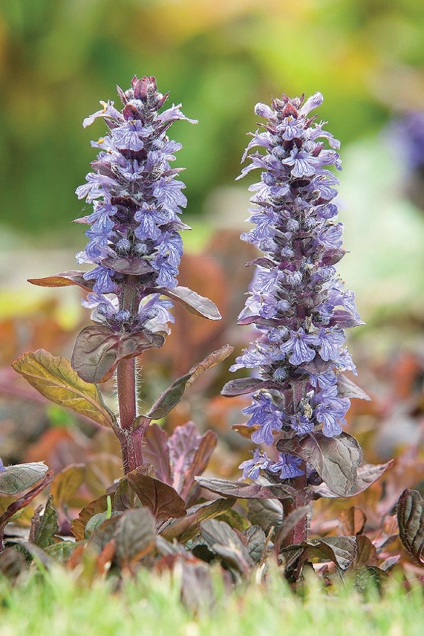 DĄBRÓWKA ROZŁOGOWA ‘BRAUNHERZ’
