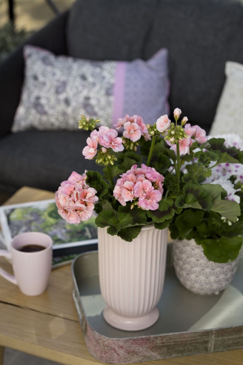 Pomysły na piękne bukiety i dekoracje z pelargonii