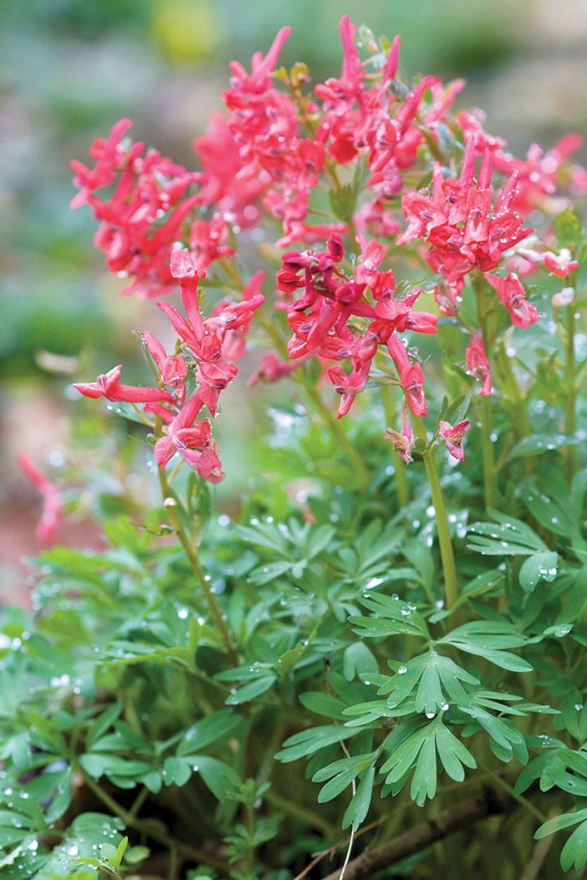 Ogród w cieniu jak malowany