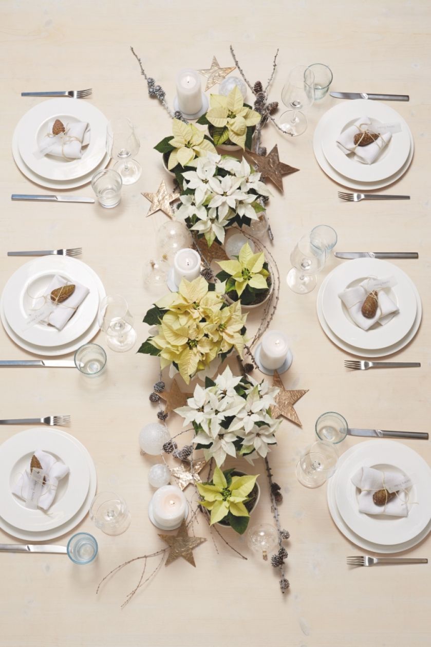 biała gwiazda betlejemska dekoracja stołu na boże narodzenie