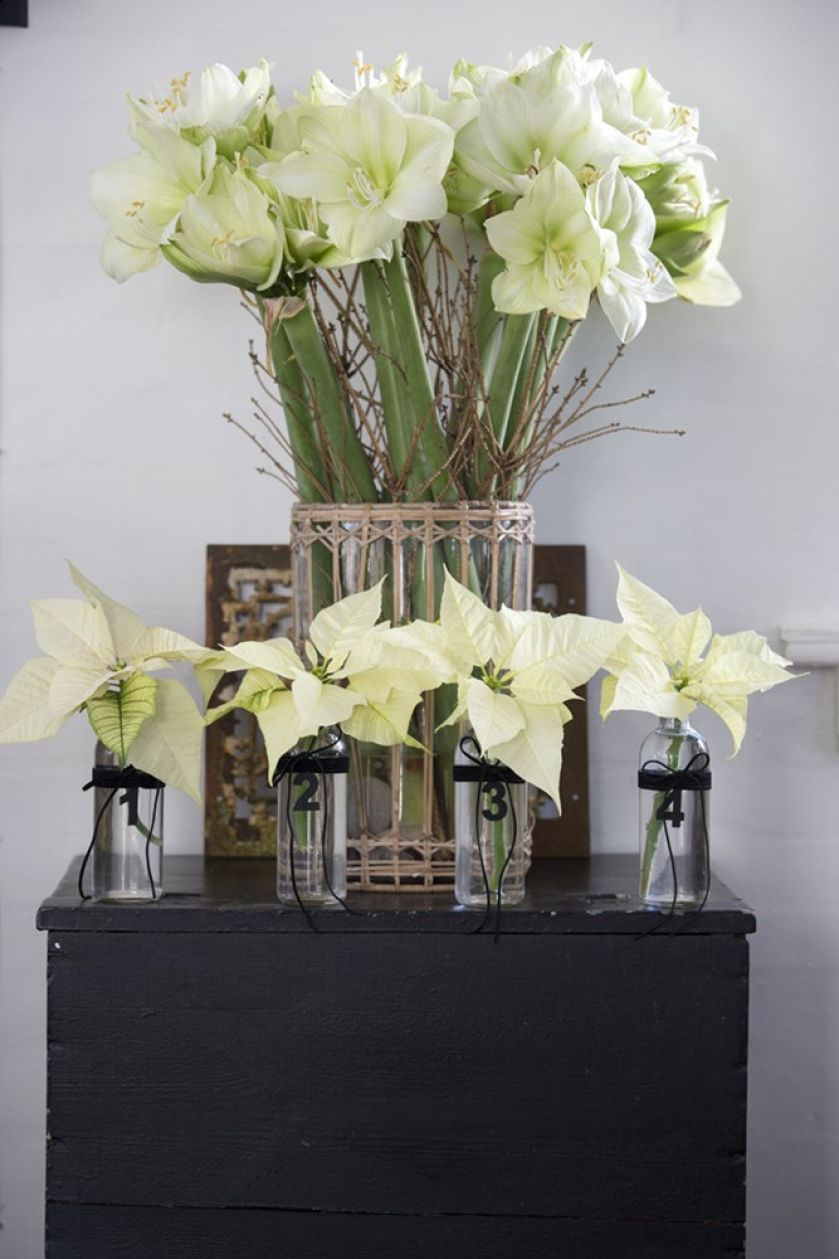 białe gwiazdy betlejemskie w wazonach