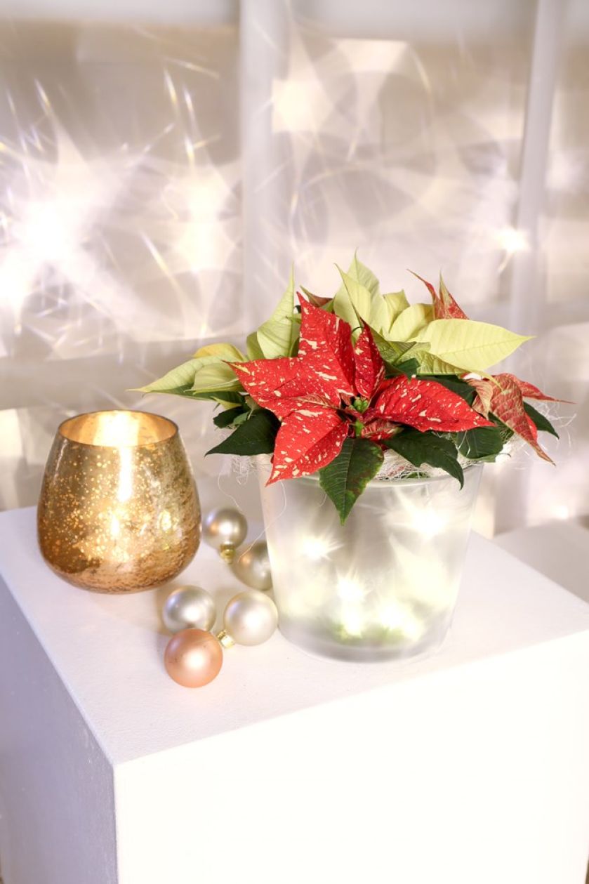 Dekoracje świąteczne DIY – gwiazda betlejemska i ozdoby w wazonach