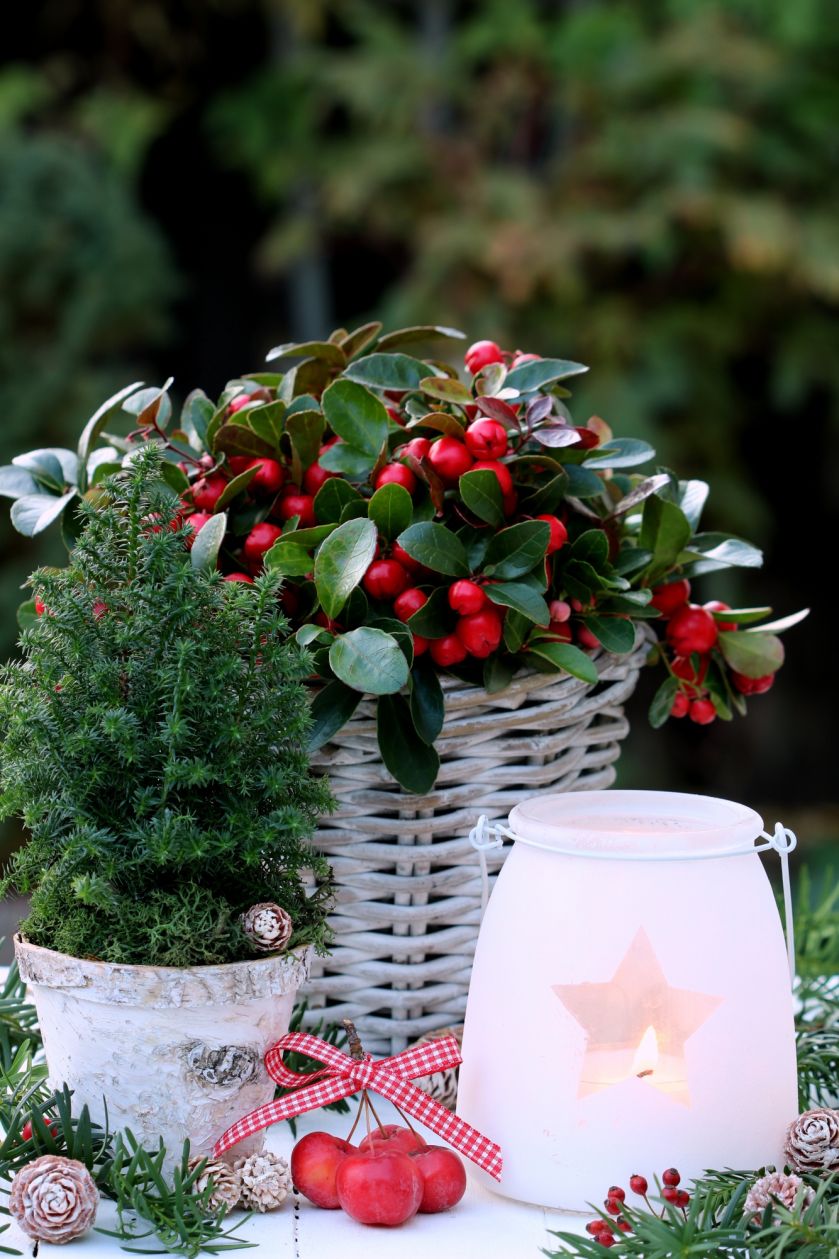 Dekoracje bożonarodzeniowe z golterią