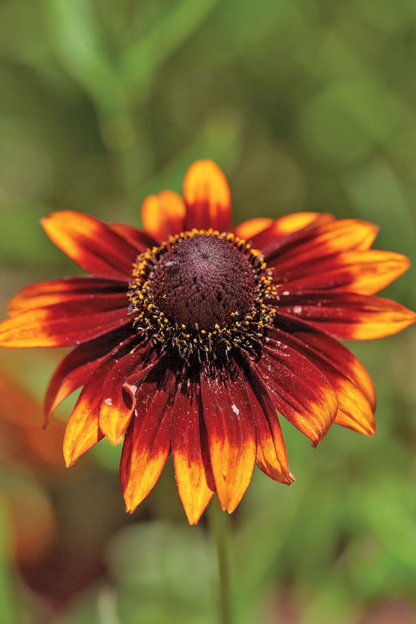 ECHINACEA HYBRID ‘SUMMERINA BROWN’