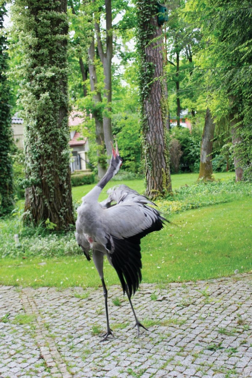 leśny ogród z żurawiami