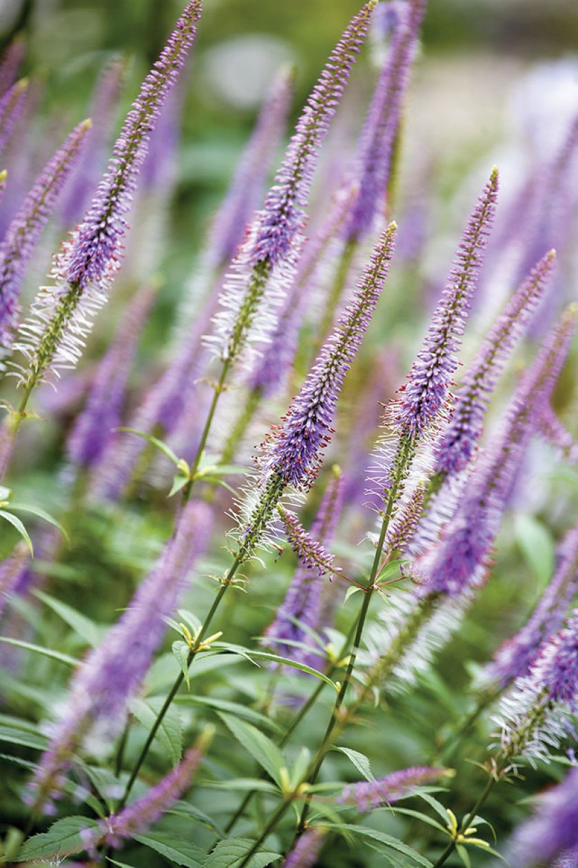 Ogród w Holandii: trochę w cieniu, trochę w słońcu