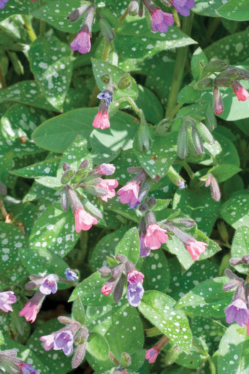 Ogród pośród pól pełnych tulipanów. Trochę tradycyjny i trochę nowoczesny, wyraźnie angielski i ciut holenderski.