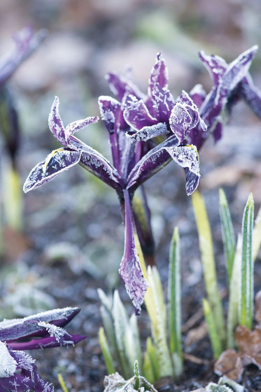 Zima w ogrodzie: Wisley pod Londynem