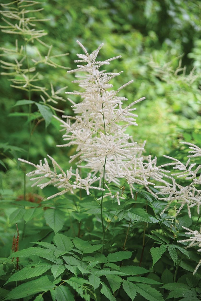 Parzydło leśne – idealna roślina do cienia