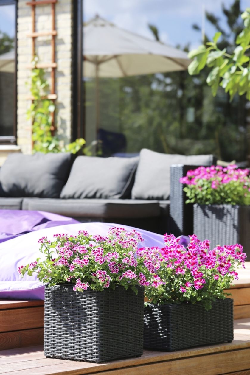 pelargonie na balkon