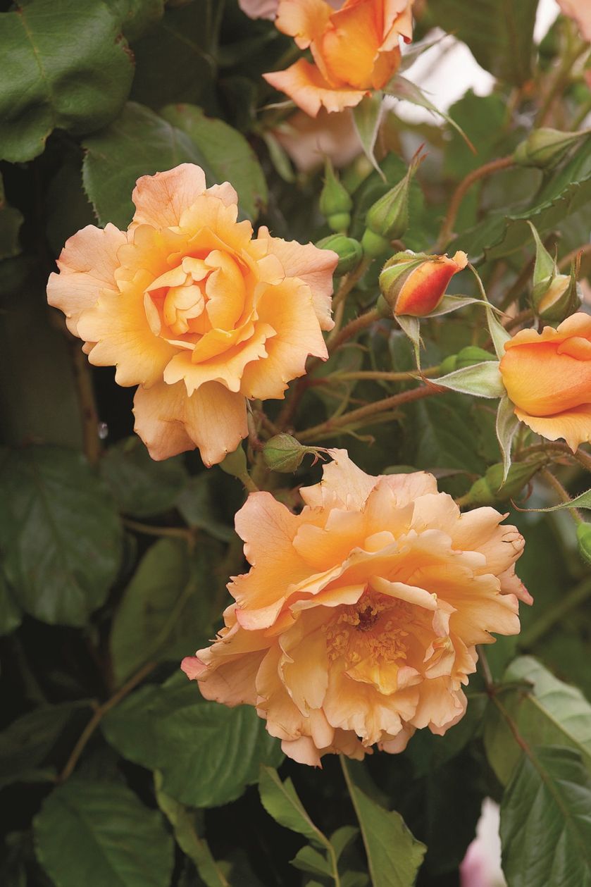 Jesienne róże RÓŻA AUTUMN SUNSET