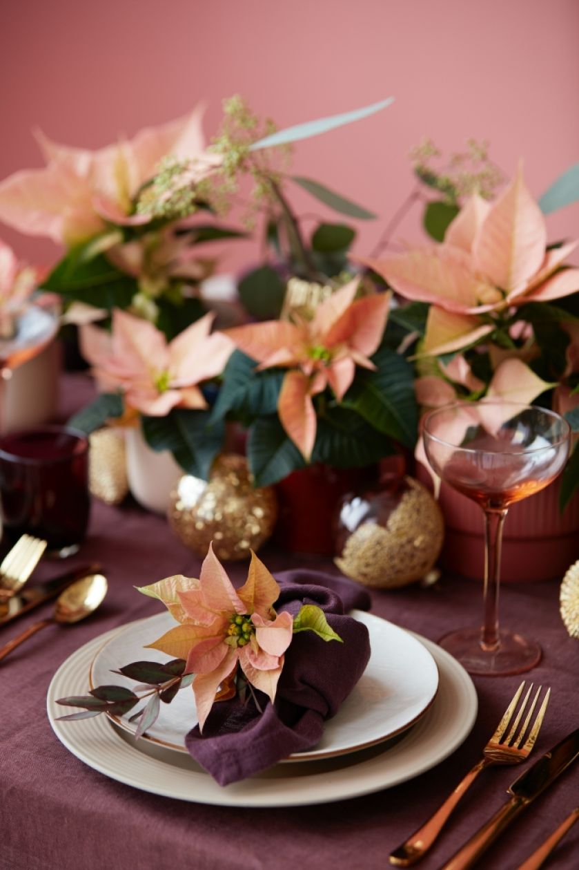różowa gwiazda betlejemska dekoracje stołu na boże narodzenie