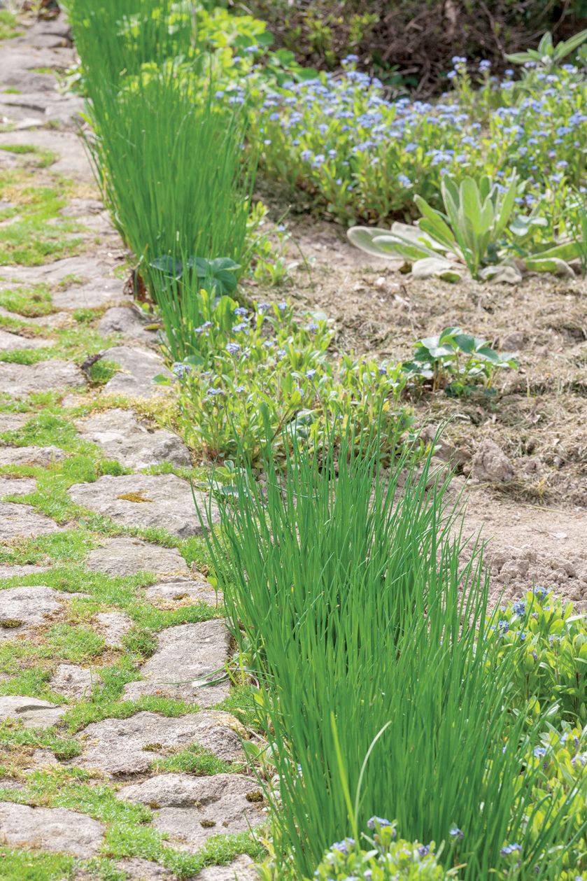 Ścieżki w ogrodzie – inspiracje, pomysły i zdjęcia