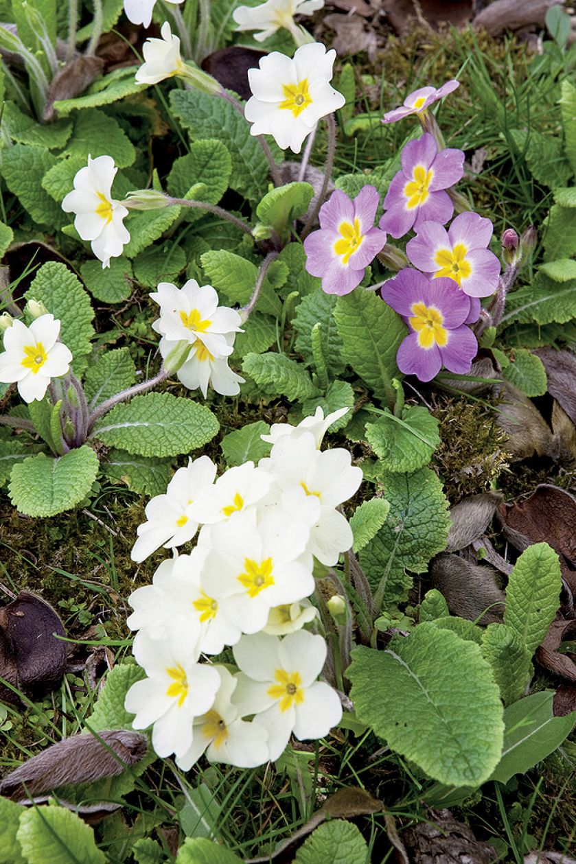 Senne miasteczko Ilmington ożywa dwa razy do roku: wiosną, gdy kwitną sady, i jesienią, kiedy