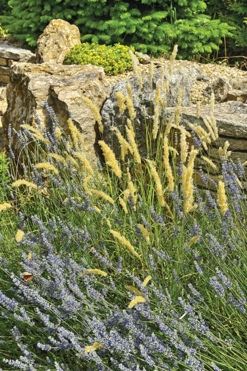 ogród ze śródziemnomorskim skalniakiem