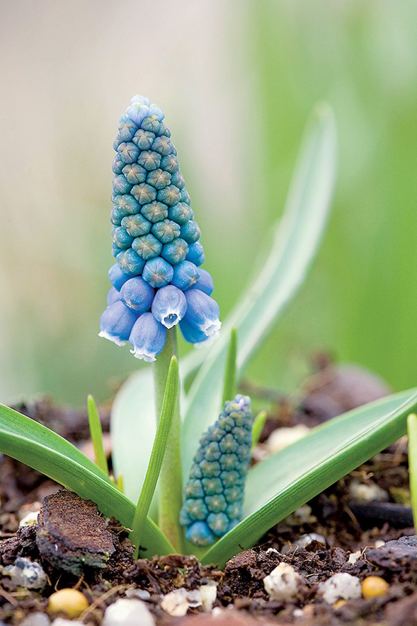 Szafirek armeński (M. armeniacum). Szafirek