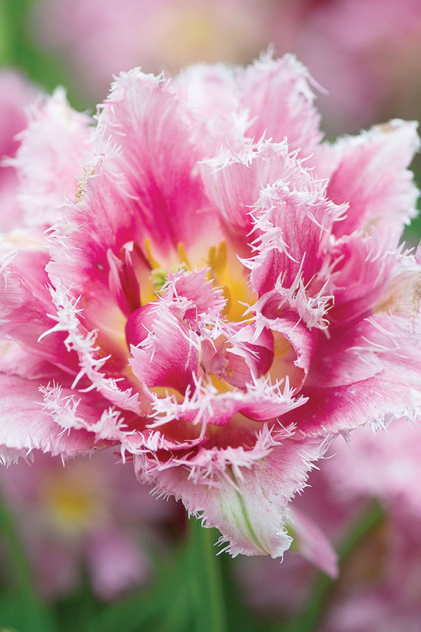 Tulipany w ogrodzie – jak je uprawiać i co z nimi sadzić