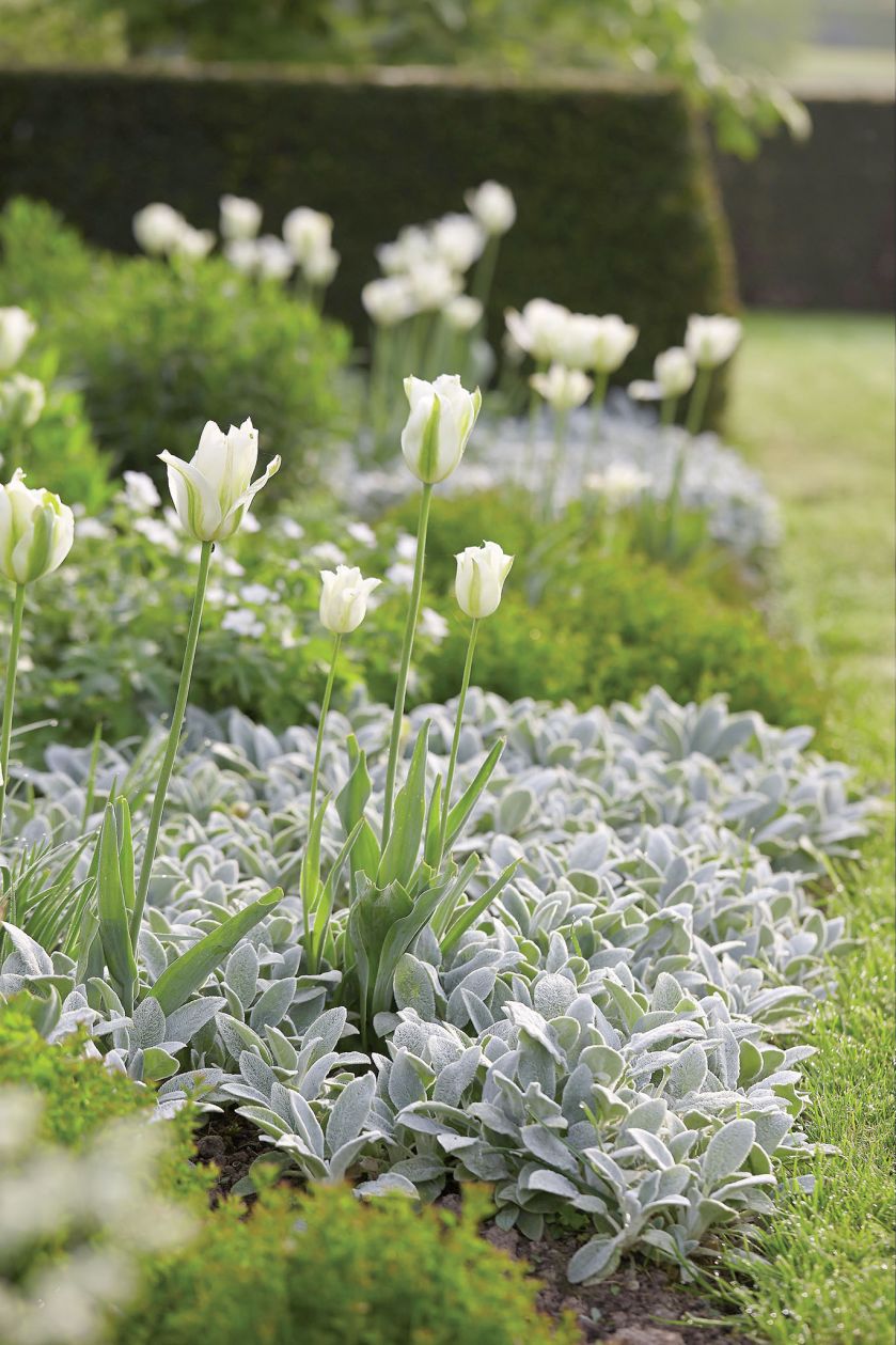 Tulipany w ogrodzie – jak je uprawiać i co z nimi sadzić