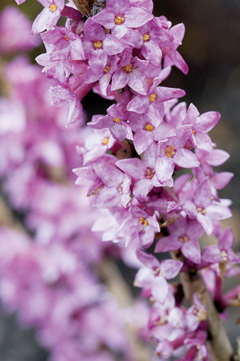 Wawrzynek wilczełyko wiosenne kwiaty w ogrodzie