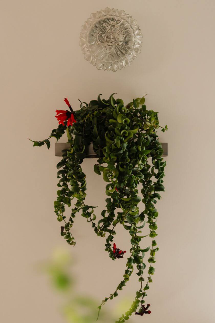 półka na doniczkę