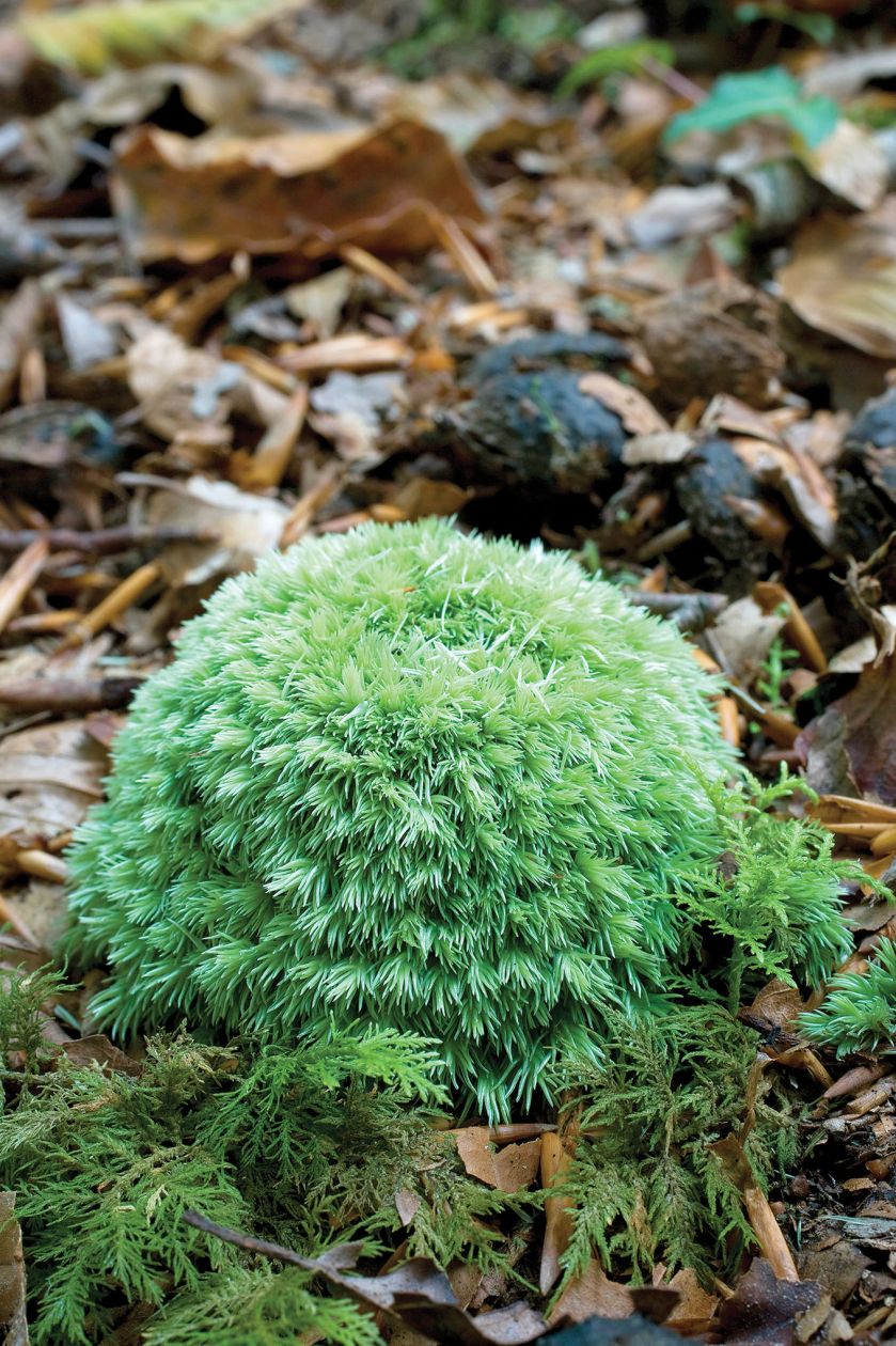 Bielistka siwa. Ogród z mchu i paproci