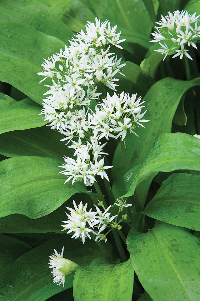 CZOSNEK NIEDŹWIEDZI