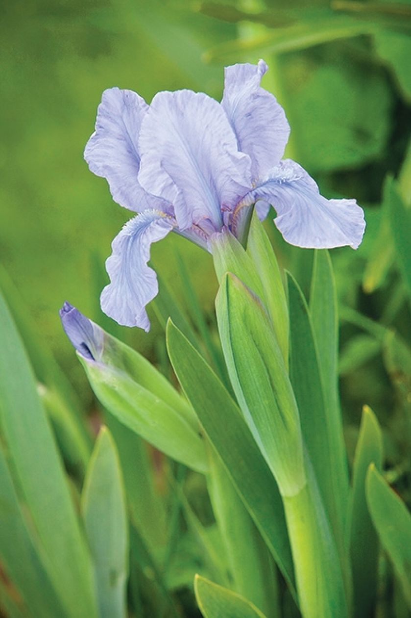 KOSACIEC ŻYŁKOWANY