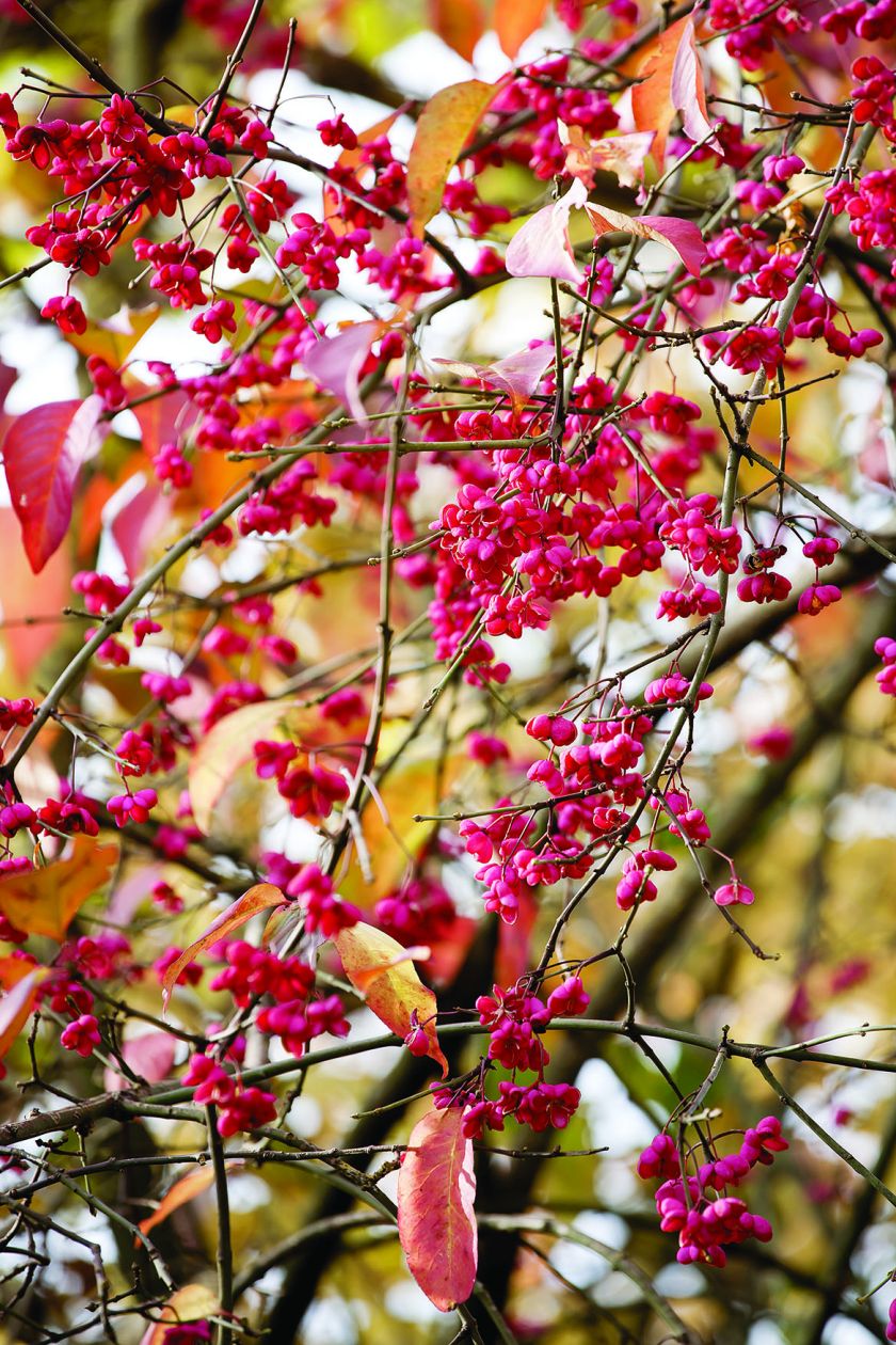 Najpiękniejszy jesienny ogród Holandii