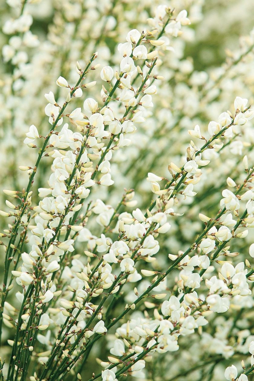 SZCZODRZENIEC WCZESNY ‘ALBUS’