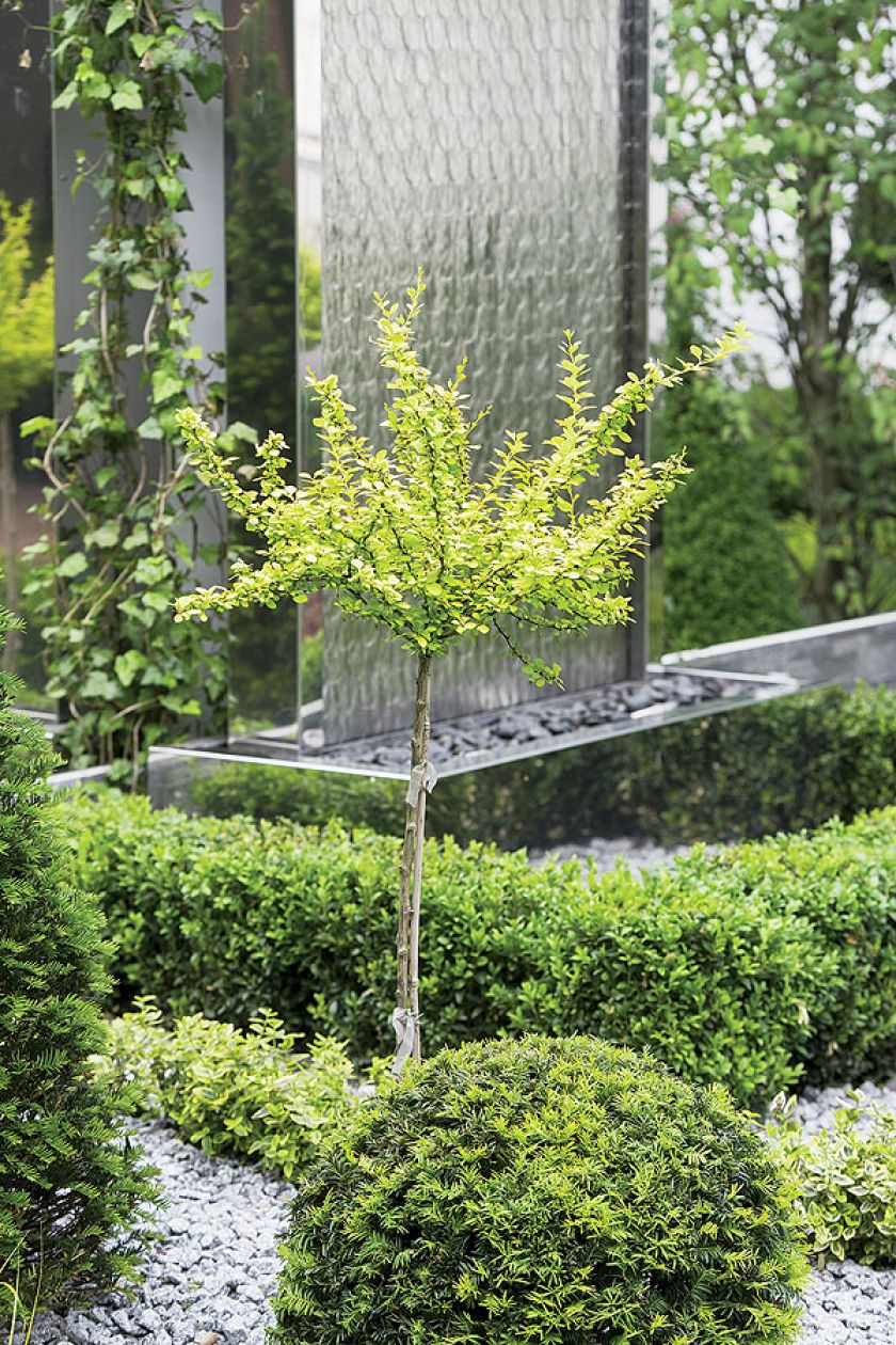 Anglicy od dawna w donicach i na grządkach mieszają dalie z fioletowymi jarmużami.