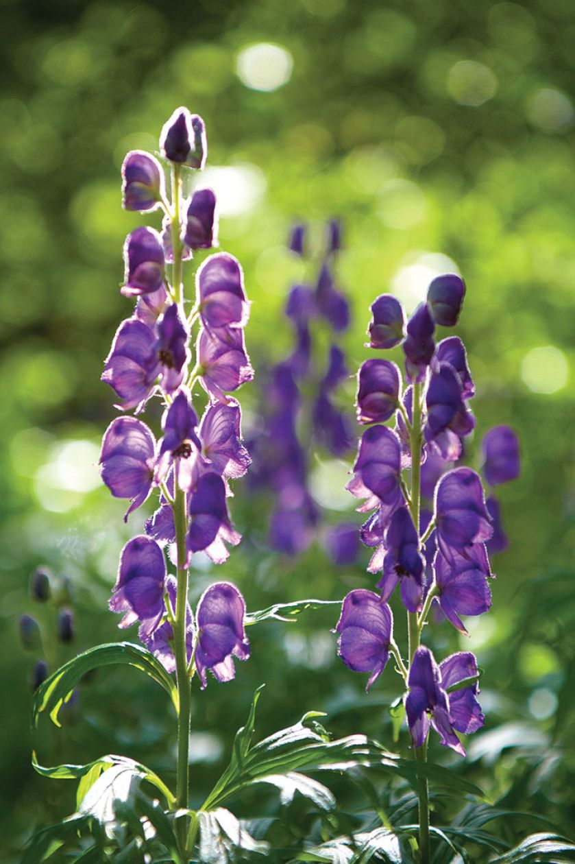 Ogród w cieniu jak malowany
