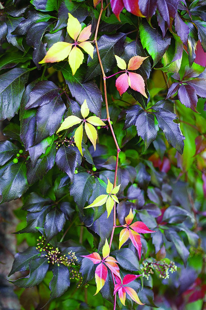 Co kryje dzikie wino?. Co kryje dzikie wino?